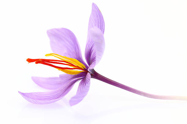 Close up of saffron flower isolated on white background Close up of saffron flower isolated on white background saffron stock pictures, royalty-free photos & images