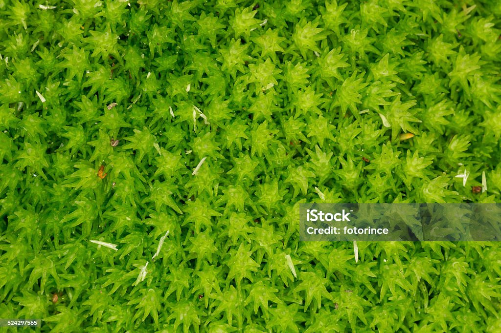 Green moss in macro photography as background Green moss in macro photography as background.Small depth of field Backgrounds Stock Photo
