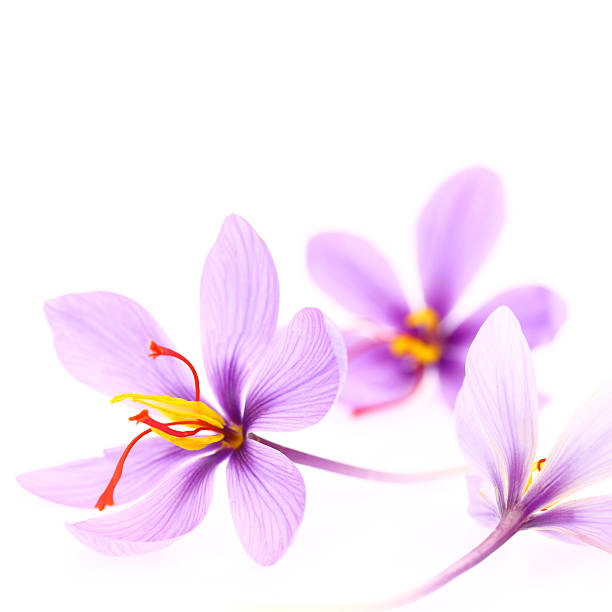 istock Close up of saffron flowers isolated on white background 524297585