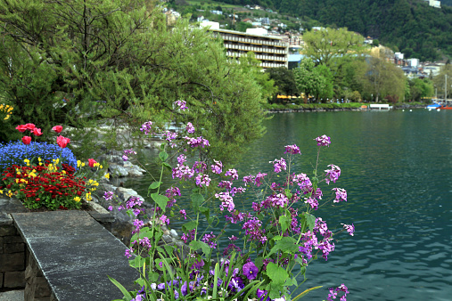 flowers and Lake Geneva, Montreux