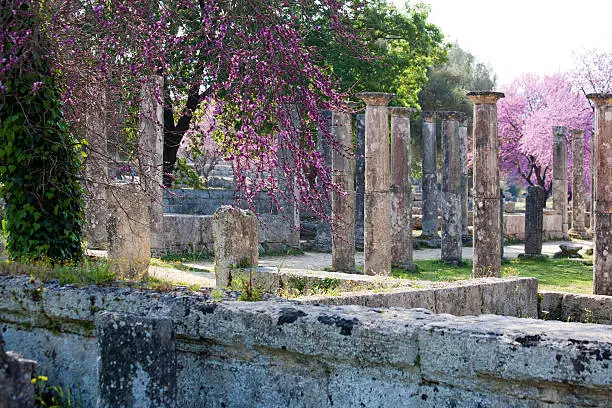 Flowering trees among ancient walls and columns  in Olimpia