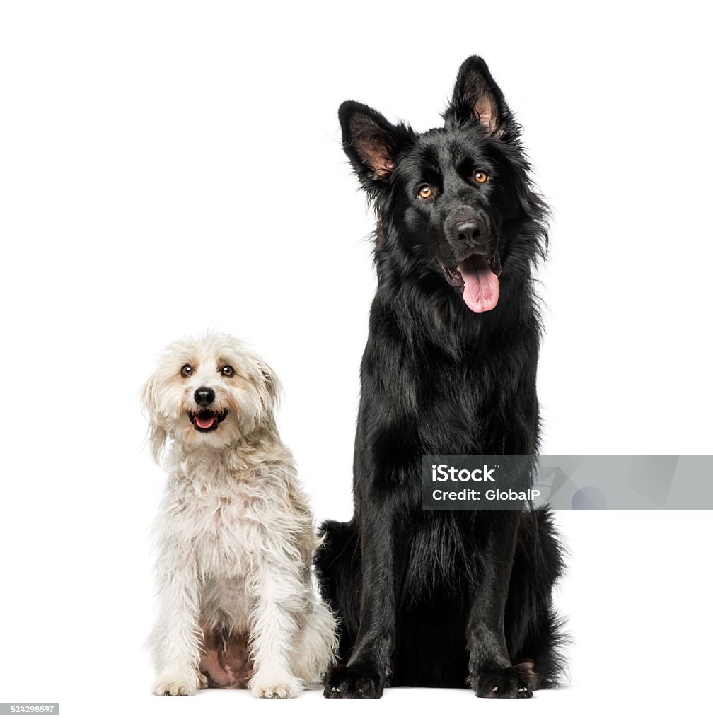 Mixed breed Animal Stock Photo