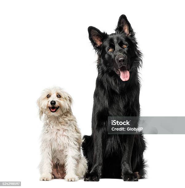 Mixed Breed Stock Photo - Download Image Now - Animal, Animal Mouth, Animal Tongue