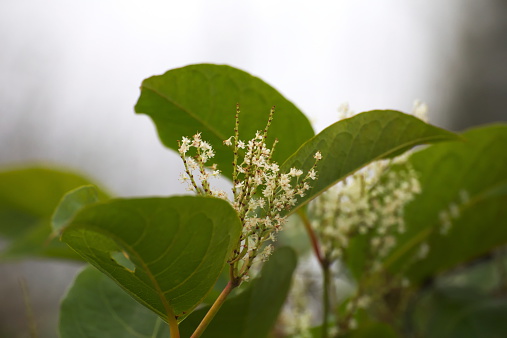 Blossoms of the Japanese Knotweed (Fallopia japonica), an invasive plant species in Europe.