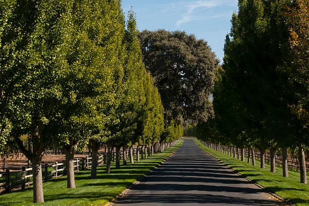 Tree-lined driveway late summer Napa Valley California