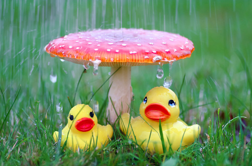 Two bright yellow rubber ducks hiding under a fly agaric toadstool, using it as an umbrella as protection from the rain