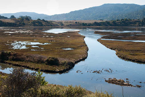Estuary and coastal marshes near Tomales Bay California