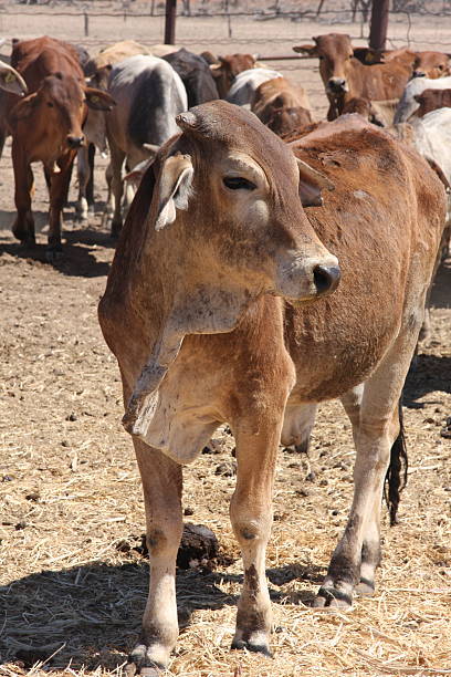 istock Close up of a cow on a beef farm 524325403