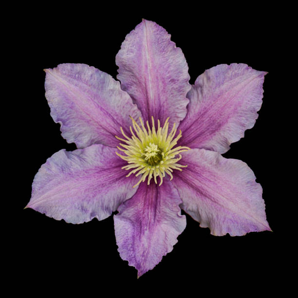 istock Purple clematis isolated on black 524325425