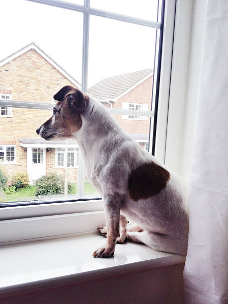 istock Jack Russell dog sitting on windowsill looking outside 524326691