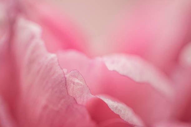 istock Tender petals of pink rose 524326813