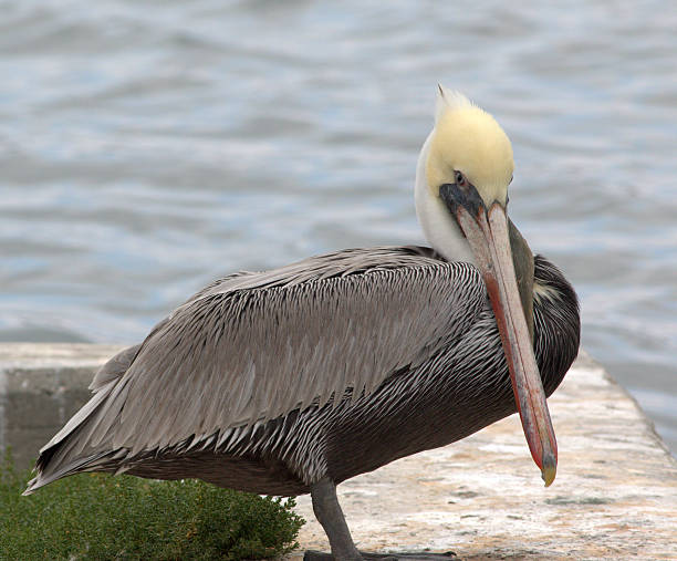 istock Adult Brown Pelican 524330231