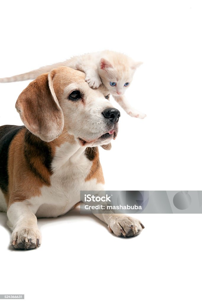 FRIENDSHIP. A little kitten and a dog on a white background. Dog Stock Photo