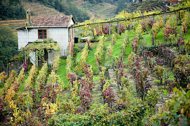 Horizontal vibrant color photography of french vineyard plantation during autumn season at sunset with a bright orange sunlight in background. Without grape, and multicolored leaves. This picture was taken in Bugey mountains, in Ain, Auvergne-Rhone-Alpes region in France, near Jura (Franche Comte) in Europe.