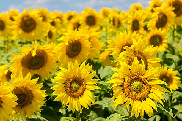 istock sun flowers field in Ukraine sunflowers 524367871