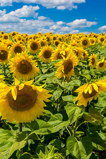istock sun flowers field in Ukraine sunflowers 524368321