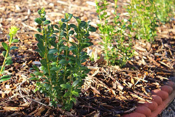 Photo of Young box hedging plants spaced out, planted buxus sempervirens hedge