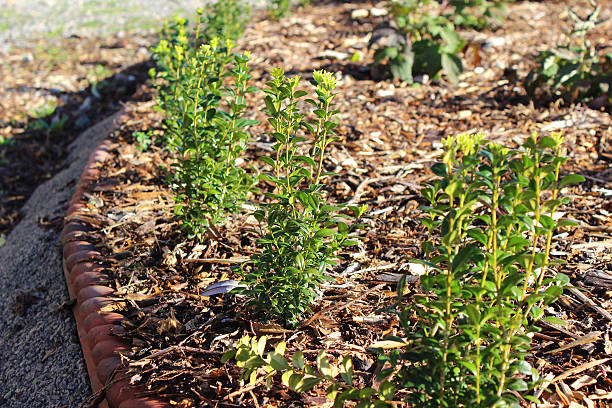 młodych roślin w polu zabezpieczenia rozmieszczonych poza, obsadzona buxus sempervirens z - bush formal garden boxwood flower bed zdjęcia i obrazy z banku zdjęć