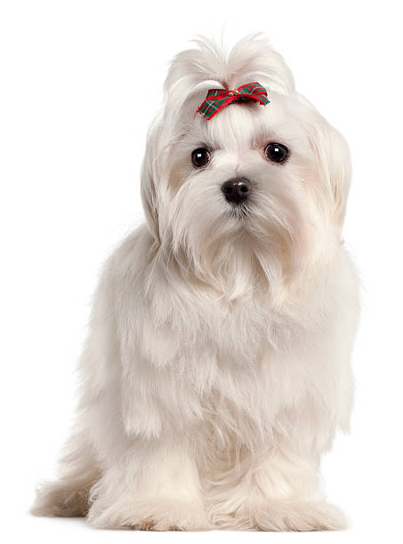 istock Maltese puppy, 4 months old, in front of white background 524368662