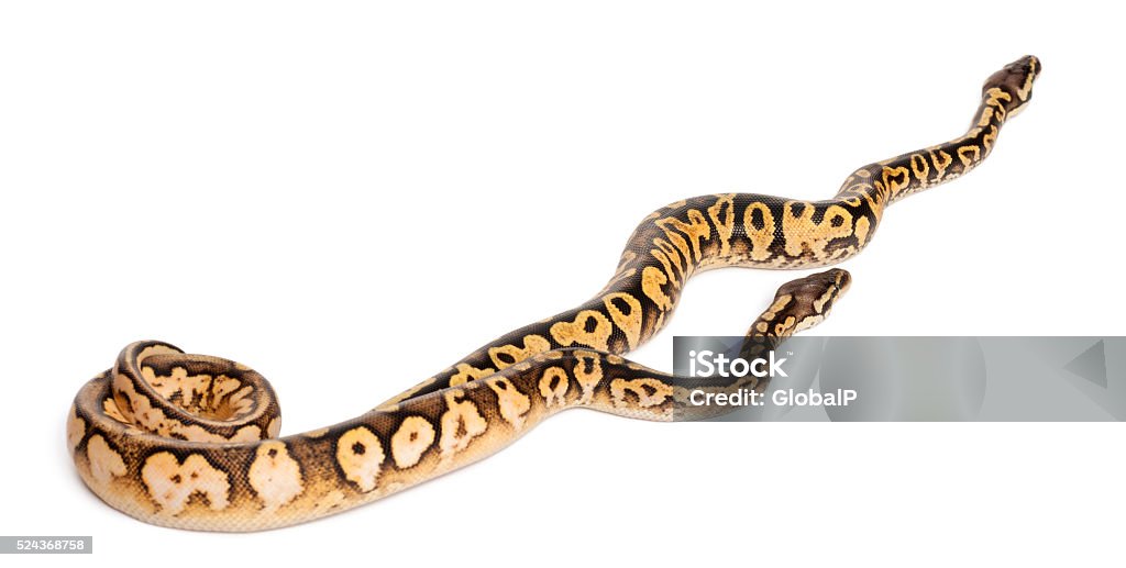 White And Calico Python Female And Male Pastel Calico Pythons Royal Python Stock Photo ...