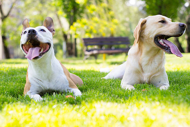 istock Adorable friends portrait 524368786
