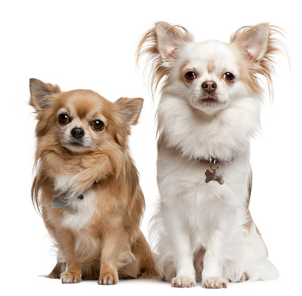istock Chihuahuas, 7 years old, 6 years old, sitting 524368804