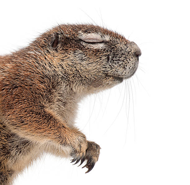istock Cape Ground Squirrel, Xerus inauris, against white background 524368862