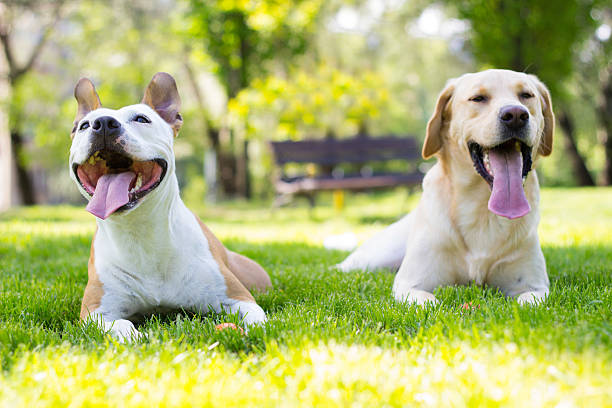 istock Adorable friends portrait 524368870
