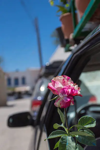 Flower sticking outside a car-window, the car is used to transport flowers to the local markets at Folegandros, Greece, 2013.