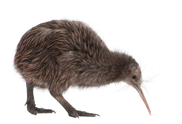 istock North Island Brown Kiwi, Apteryx mantelli, 5 months old, walking 524369522