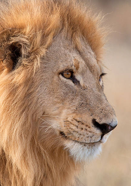 istock Male Lion - Botswana - Africa 524369528