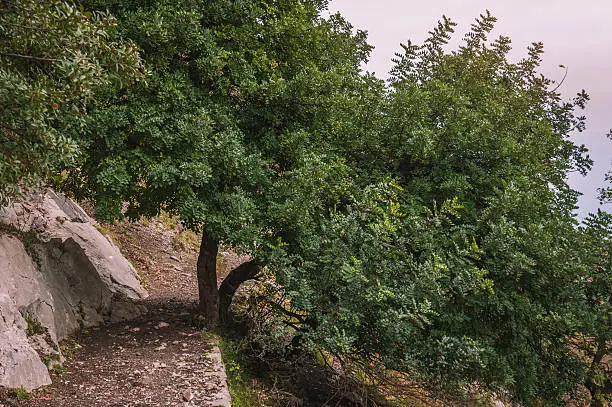 Photo of Carob tree or St John's-bread