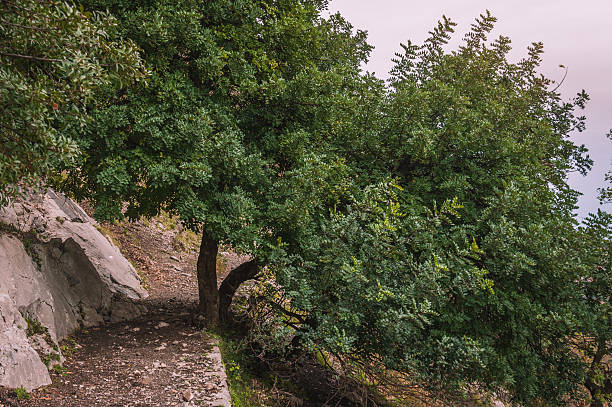 alfarroba árvore ou st. john's-pão - ceratonia imagens e fotografias de stock