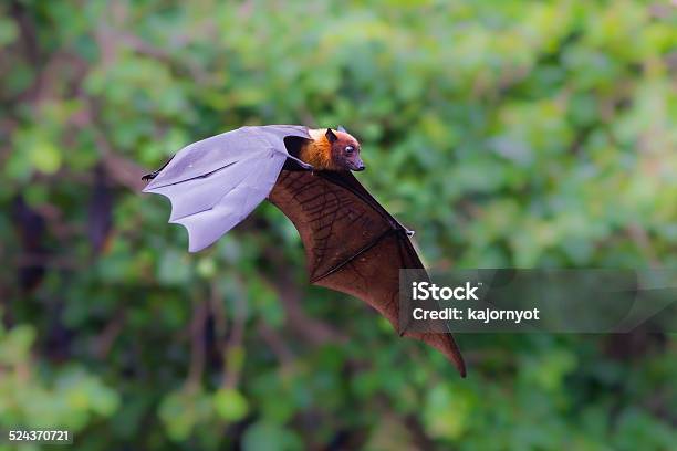 Flying Lyles Flying Fox Stock Photo - Download Image Now - Flying Fox, Thailand, Animal