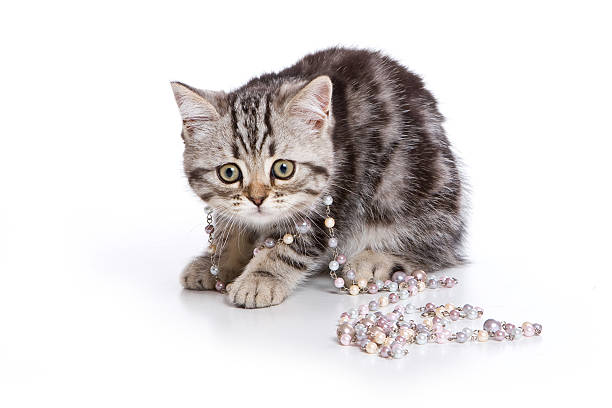 Grey Tabby Kitten British Cat Beads Stock Photo - Download Image Now -  iStock