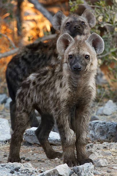 istock Spotted Hyaena cubs - Etosha National Park - Namibia 524371700