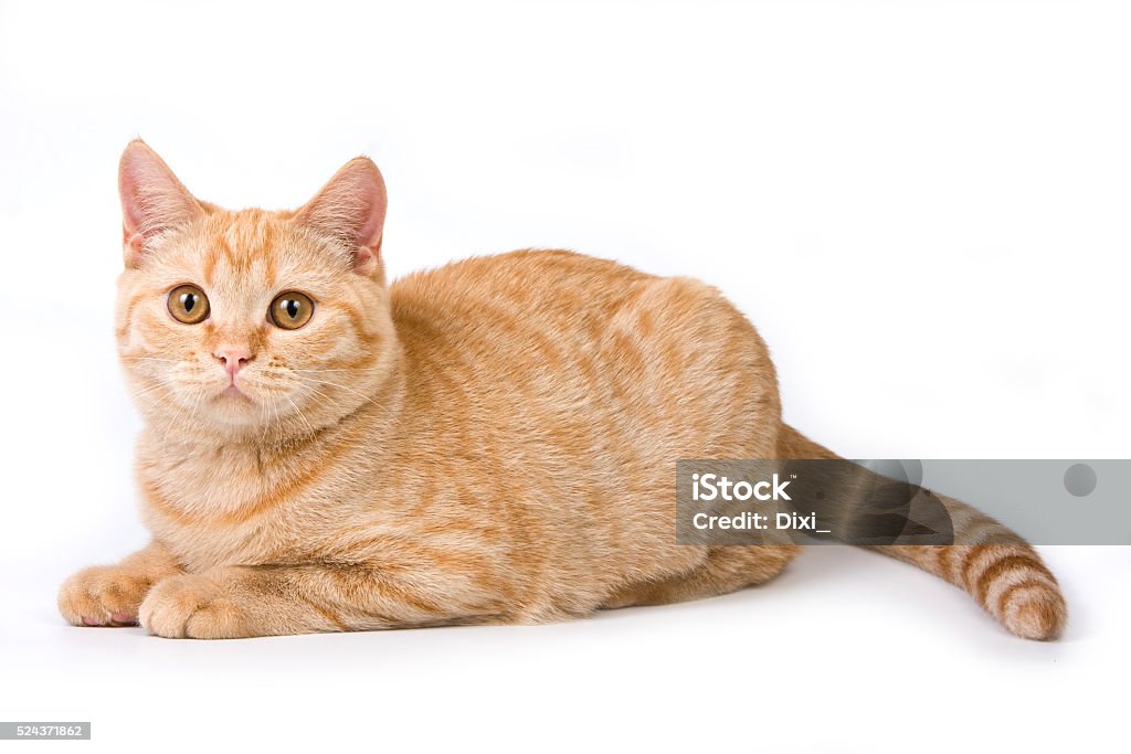Striped red british cat (isolated on white) Domestic Cat Stock Photo