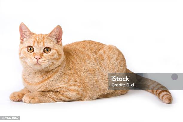 Striped Red British Cat Stock Photo - Download Image Now - Domestic Cat, Lying Down, Moving Down