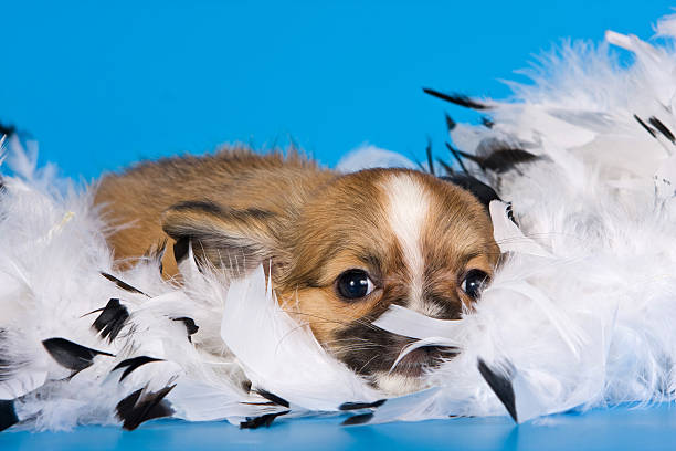 istock Cute chihuahua puppy dog on a blue background 524372292