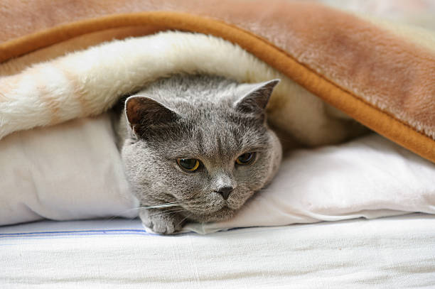 istock British shorthair cat lying under blanket 524372659
