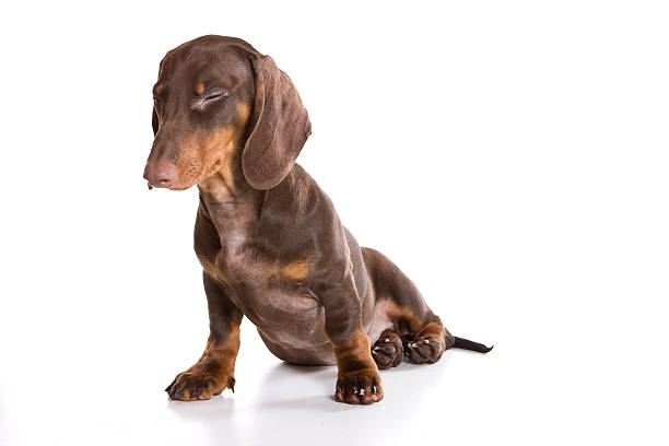 cachorro perro tejonero (aislado sobre blanco - dachshund dog sadness sitting fotografías e imágenes de stock