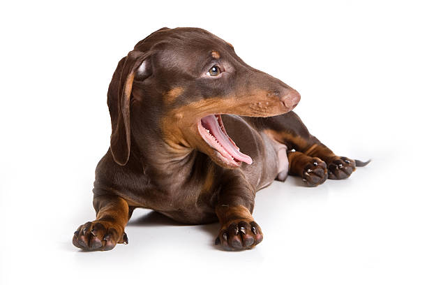 istock Dachshund puppy yawns (isolated on white) 524372828