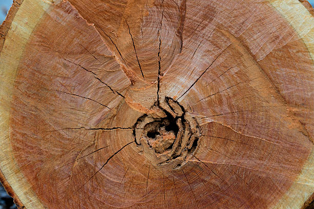 istock Wood texture of cut tree trunk, close-up 524372832