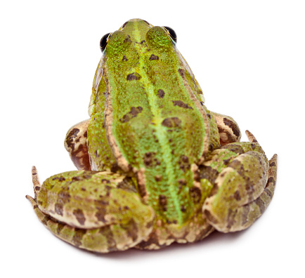 Common European frog or Edible Frog, Rana esculenta, in front of white background