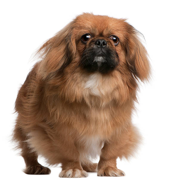 istock Pekingese, 8 months old, standing in front of white background 524373546