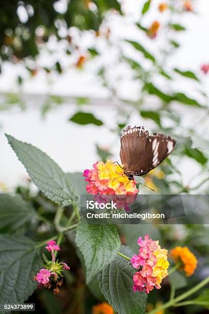 Butterfly Stock Photo - Download Image Now - Animal, Animal Body Part, Animal Markings