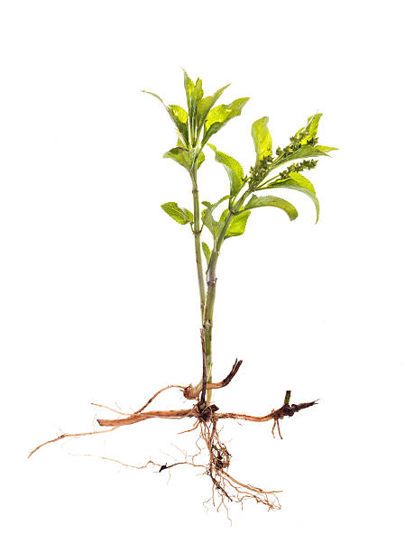 istock the sprout of a tree with root isolated 524373978