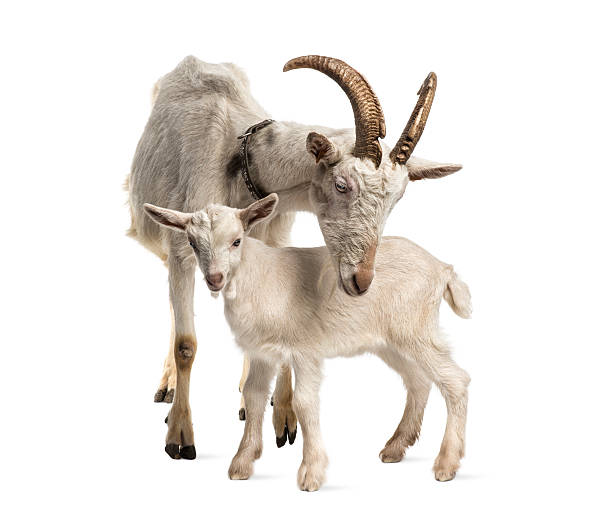 mother goat and her kid (8 weeks old)