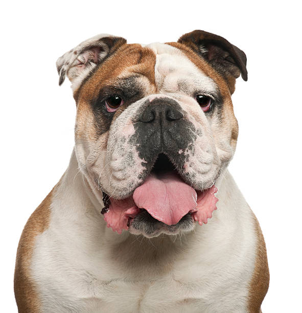 istock English Bulldog, 6 years old, against white background 524374580