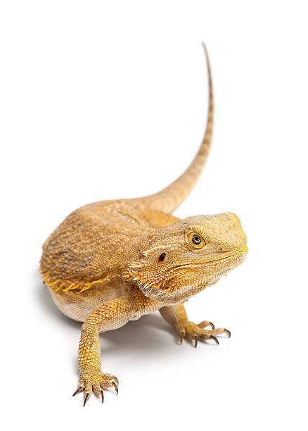 istock Central Bearded Dragon, Pogona vitticeps, in front of white background 524374636